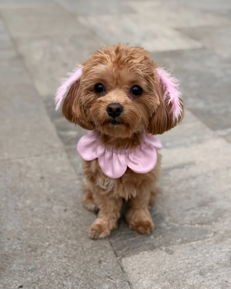 Köpek Doğum Günü Kutlama Paketi ve Çiçek Parti Yakalığı