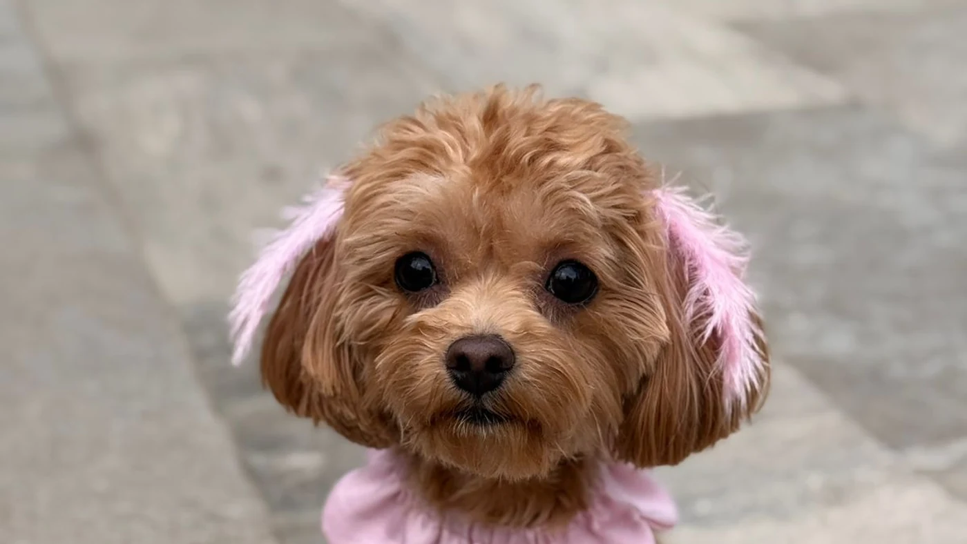 Köpeğinizle fotoğraf çekimi tüyoları ve aksesuarlar