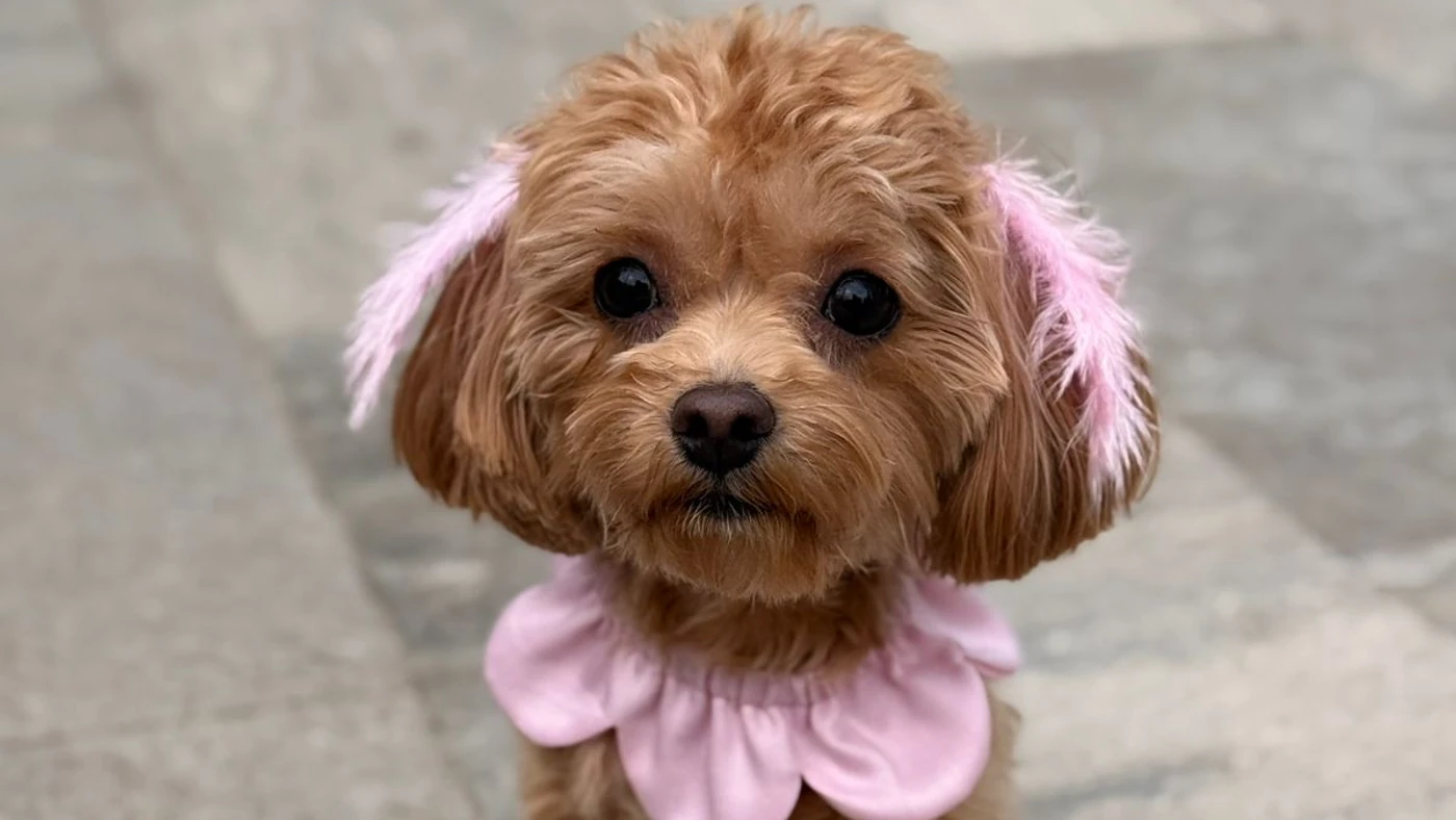 Doğum günü kutlamaları için el yapımı pembe PawBow çiçek köpek yakalığı ve parti aksesuarları takan Toy Poodle - Rosano Studio