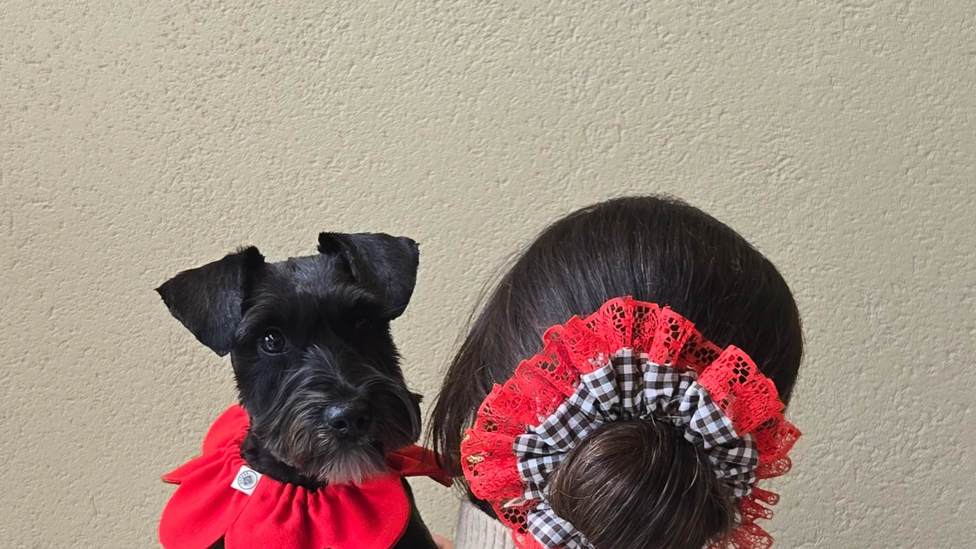 Köpek sahibine hediye fikirleri