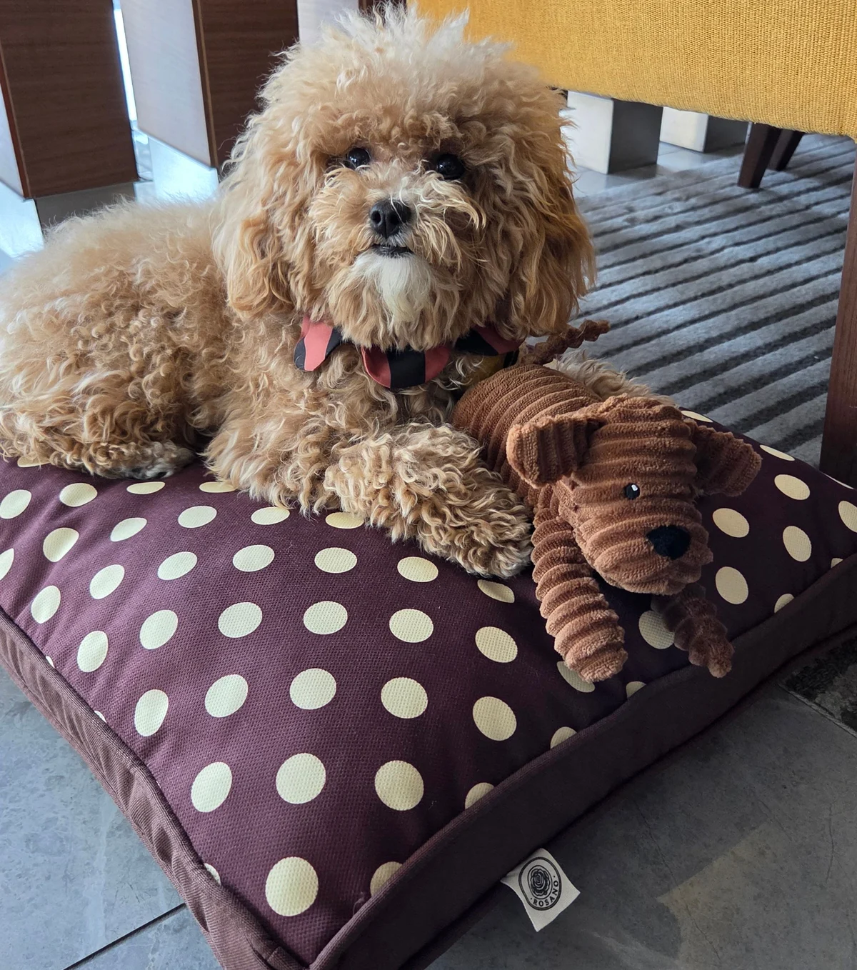 Rosano Studio Rosy Dog Bed puantiyeli ve biyeli el yapımı evcil hayvan minderi üzerinde dinlenen Toy Poodle köpek
