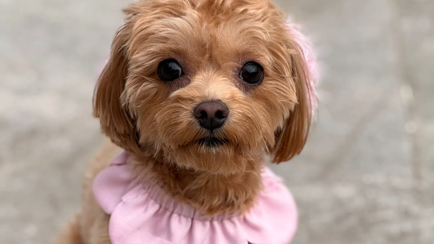 Köpeklerde Boyun Tasması mı Göğüs Tasması mı