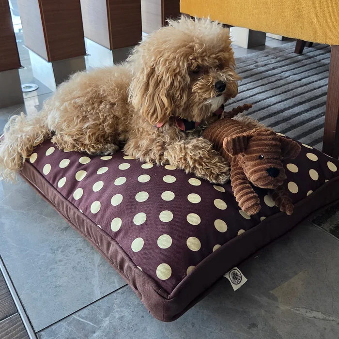 Rosy Dog Bed üzerinde PawBow Çiçek Yakalıklı Toy Poodle