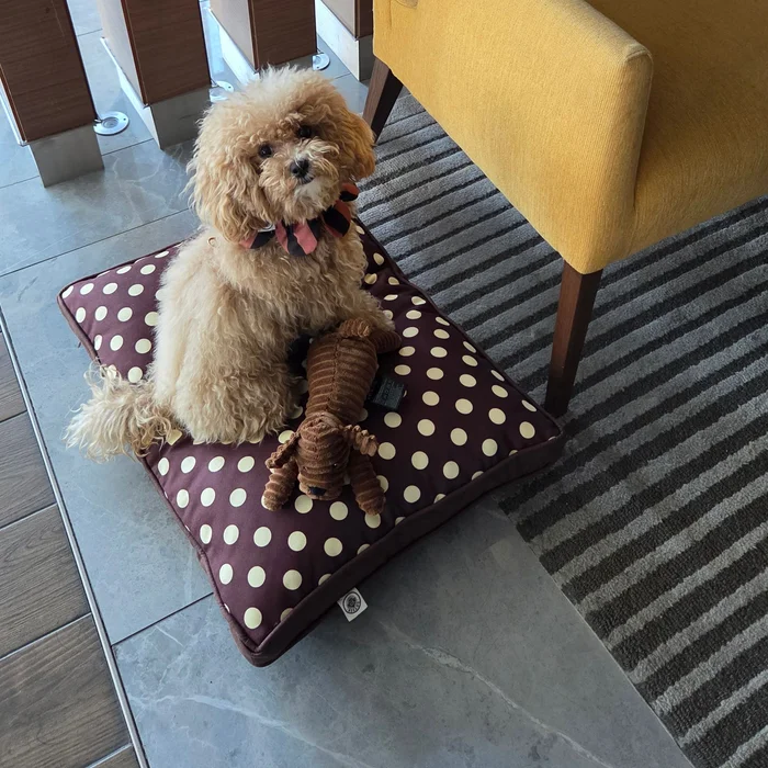Rosy Dog Bed Kahverengi Puantiyeli Biyeli Köpek Minderi