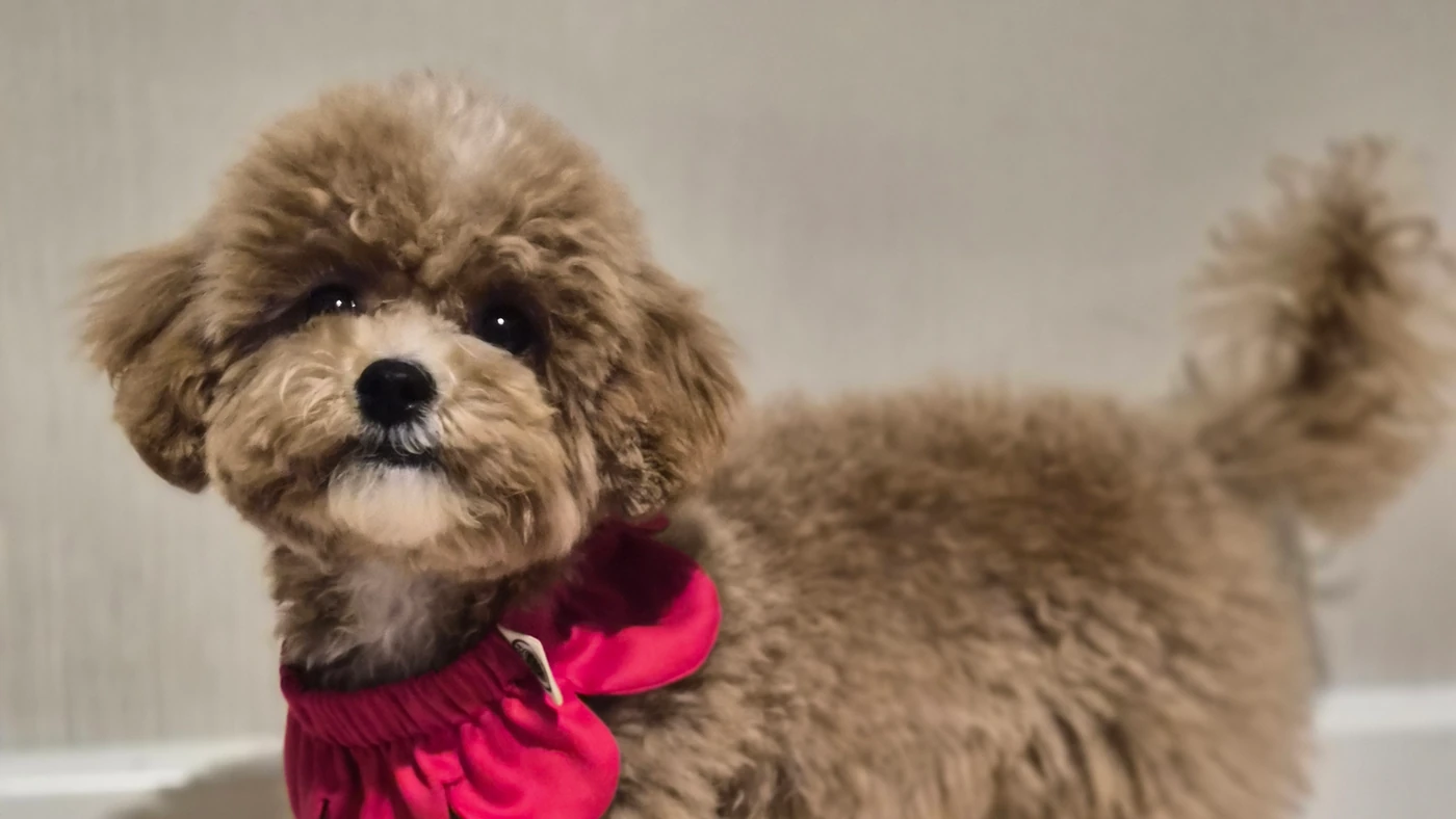 Yavru Köpeğe Yakalık ve Aksesuar Nasıl Alıştırılır