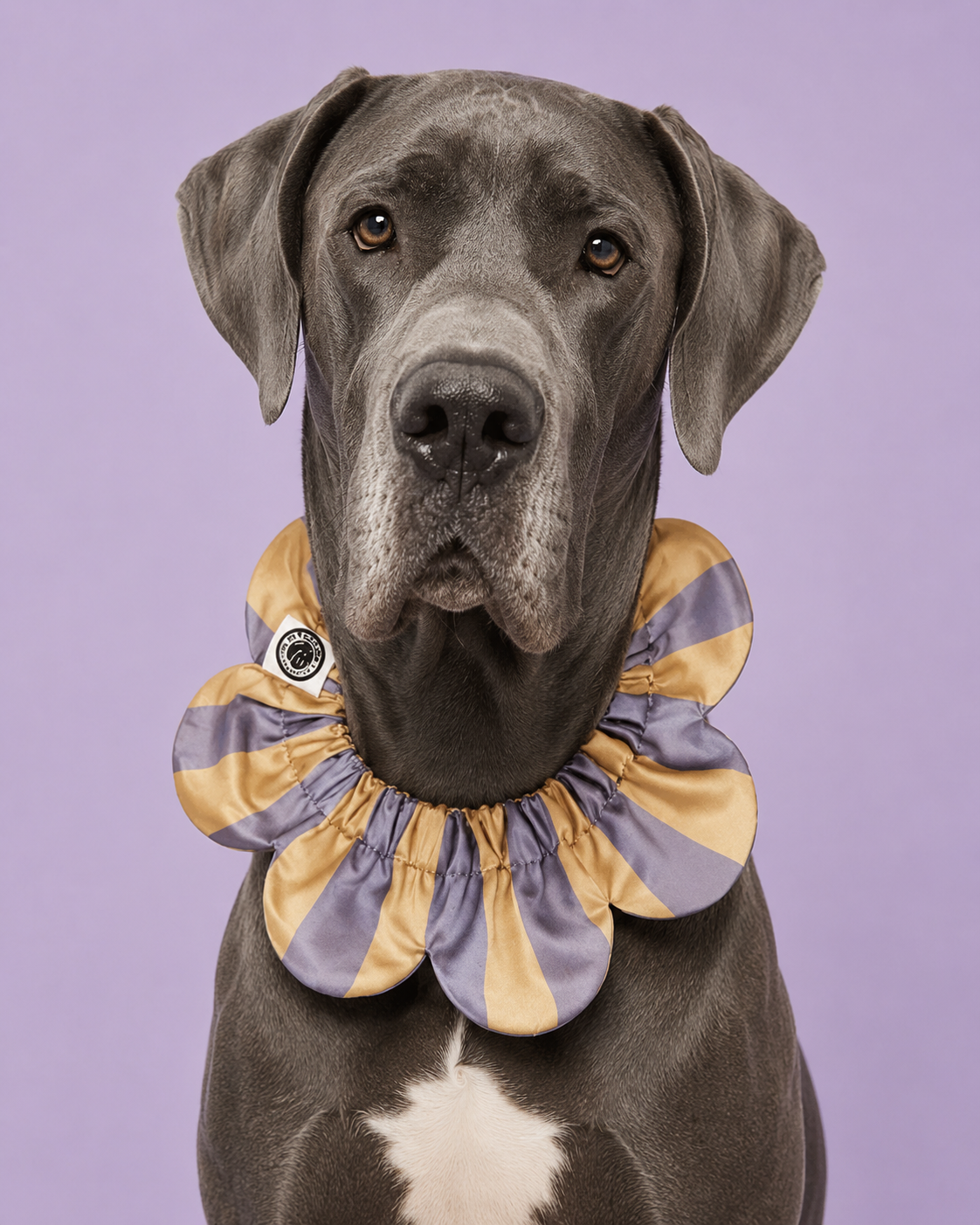 PawBow Flower Dog Collar (yellow grey stripe) — Koleksiyonlar - El Yapımı Aksesuar | Rosano Studio