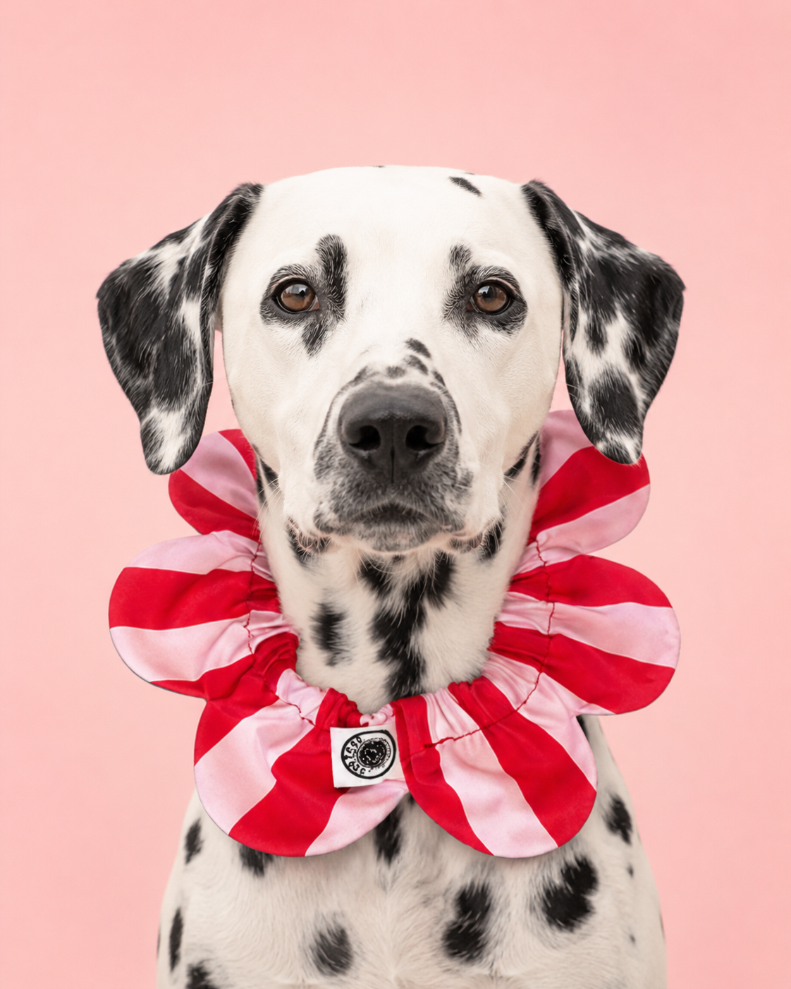 El Yapımı Köpek Yakalığı – PawBow Flower Dog Collar (red pink stripe) - Görsel 1