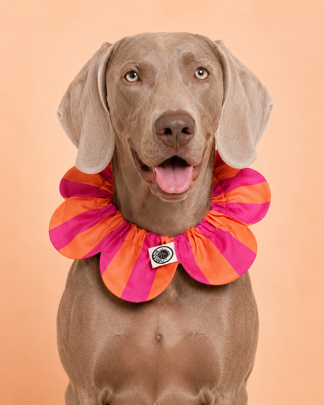 El Yapımı Köpek Yakalığı – PawBow Flower Dog Collar (orange pink stripe) - Görsel 1