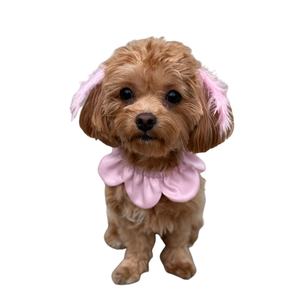 Markamızın İmzası: Çiçek Formlu Köpek Yakalığı (Baby Pink) — El Yapımı Köpek Papyonu & Yaka Takımları | Rosano Studio