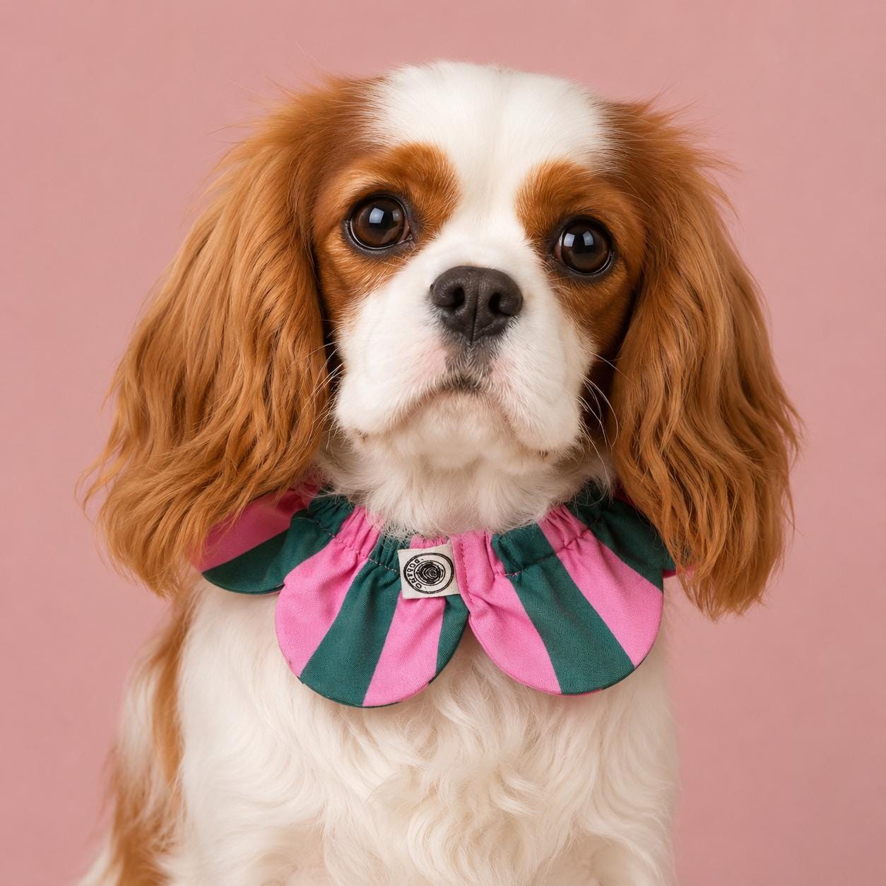 PawBow Flower Dog Collar (green pink stripe) — El Yapımı Köpek Papyonu & Yaka Takımları | Rosano Studio