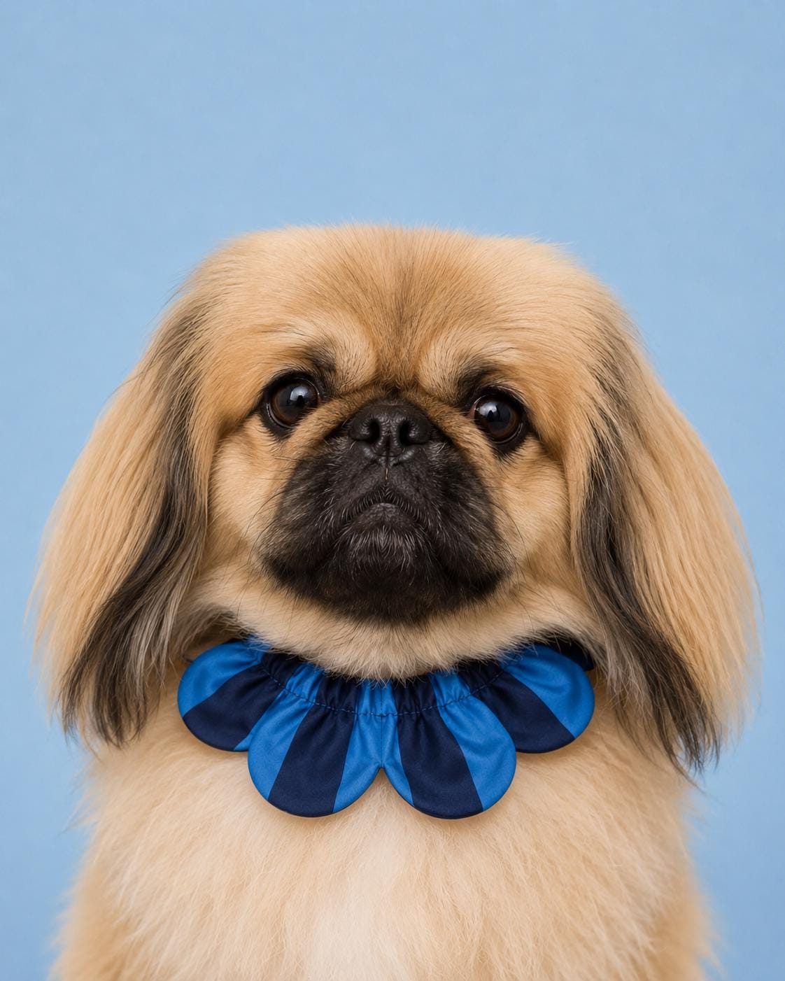 PawBow Flower Dog Collar (navy blue stripe) — El Yapımı Köpek Papyonu & Yaka Takımları | Rosano Studio
