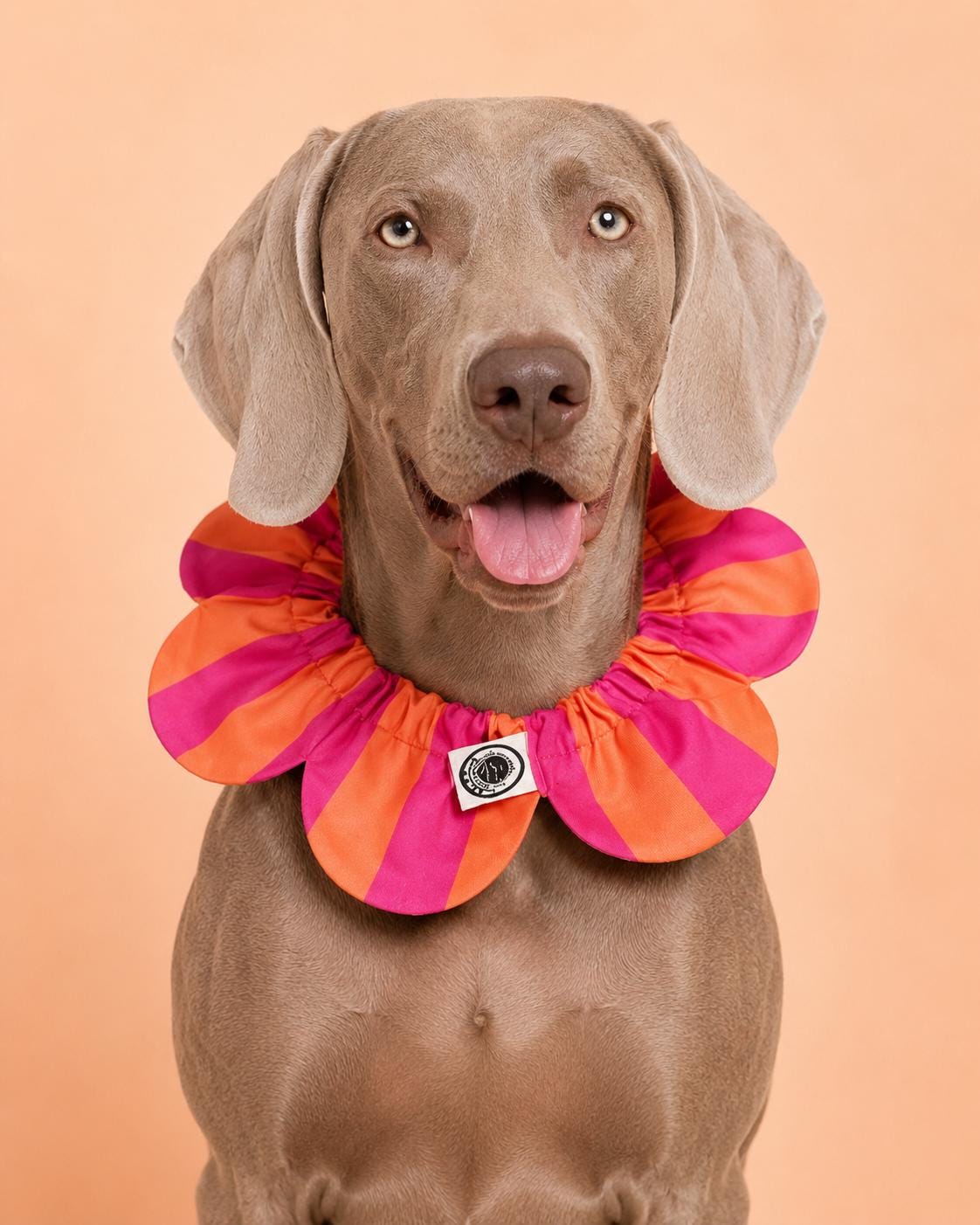 PawBow Flower Dog Collar (orange pink stripe) — El Yapımı Köpek Papyonu & Yaka Takımları | Rosano Studio